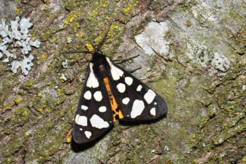 Réf. 256 605 : Arctia villica